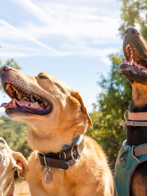four-canines-enjoying-bright-day-outdoors-2026-03-24-05-02-09-utc